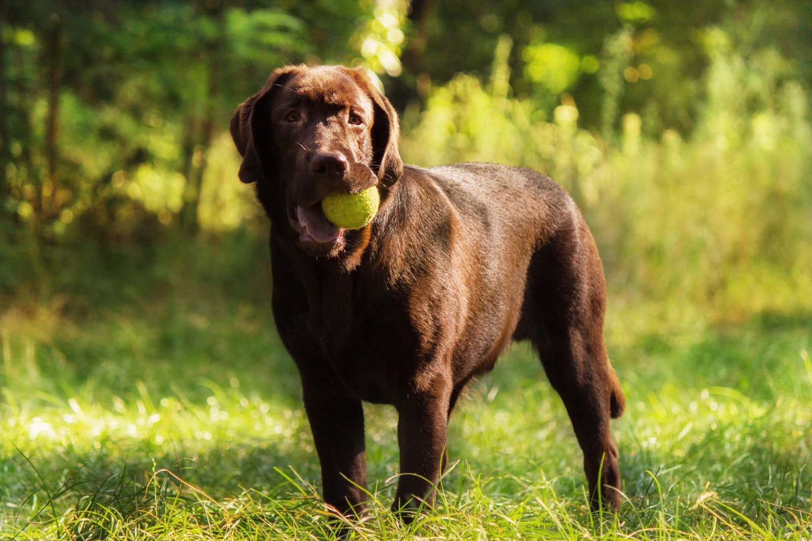 Probiotic Dosage for Dogs