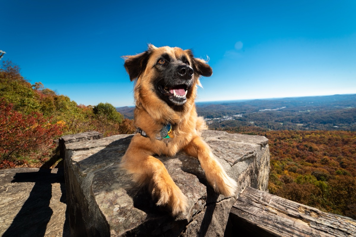 Large and small breed dogs with different supplement needs