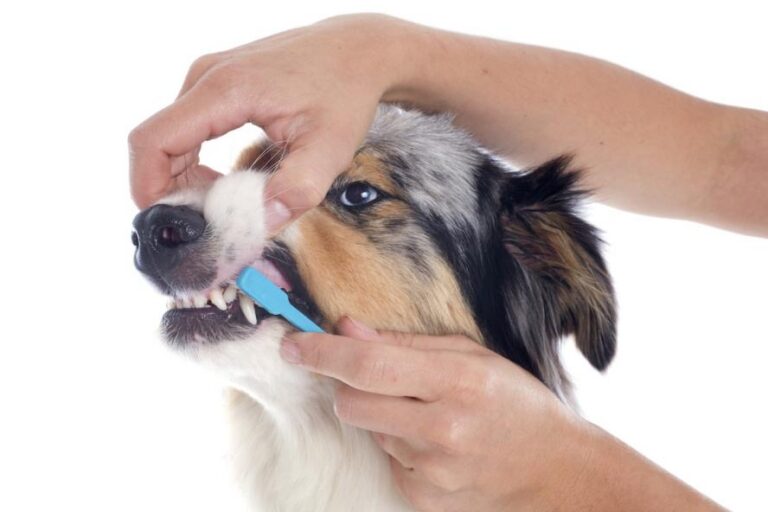 Person brushing a dog teeth as part of an oral health routine