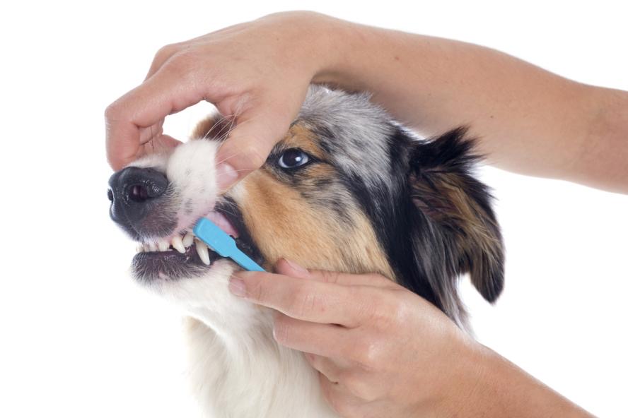 Person brushing a dog teeth as part of an oral health routine