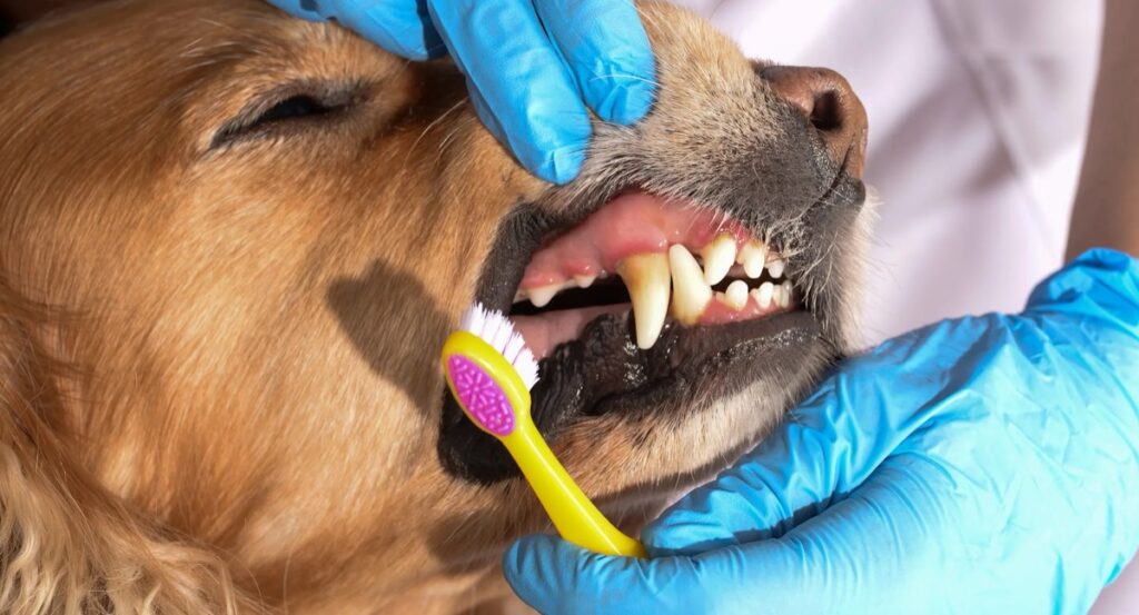 Veterinarian examining a dog mouth teeth and gums