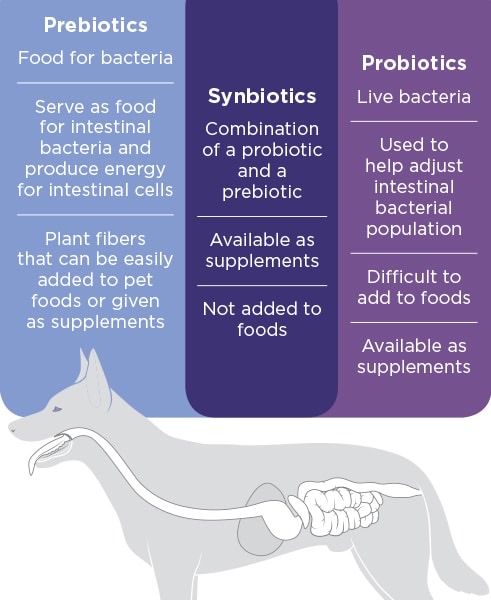Diagram comparing prebiotics synbiotics and probiotics in the canine digestive system