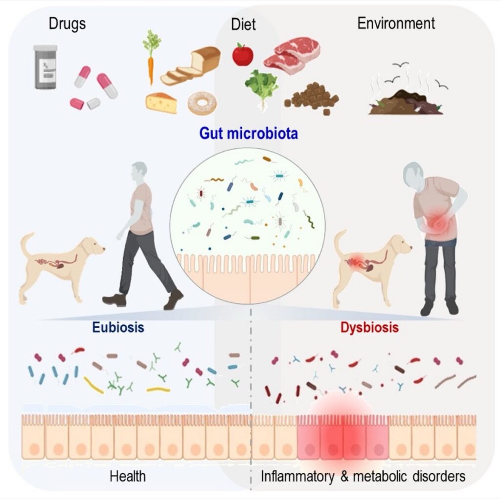 Diagram of a healthy versus imbalanced dog gut microbiome