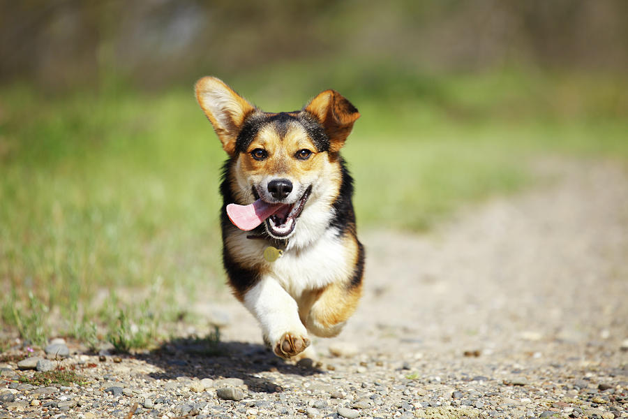 Healthy dog that took part in a 90 day probiotic feeding trial