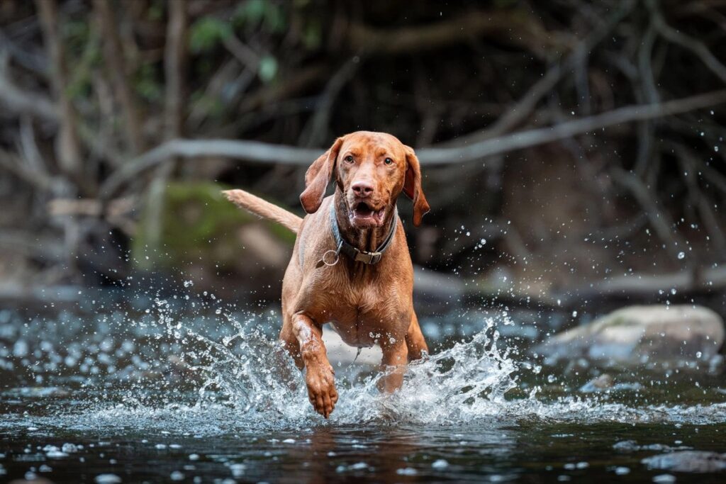 Healthy dog with owner choosing a probiotic supplement