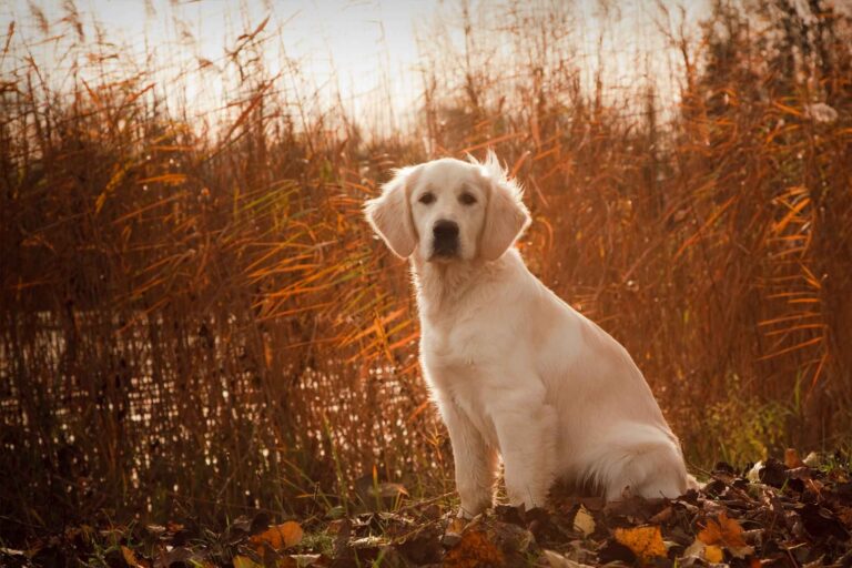 We Tested 8 Dog Probiotics for 90 Days: Here’s What Actually Worked
