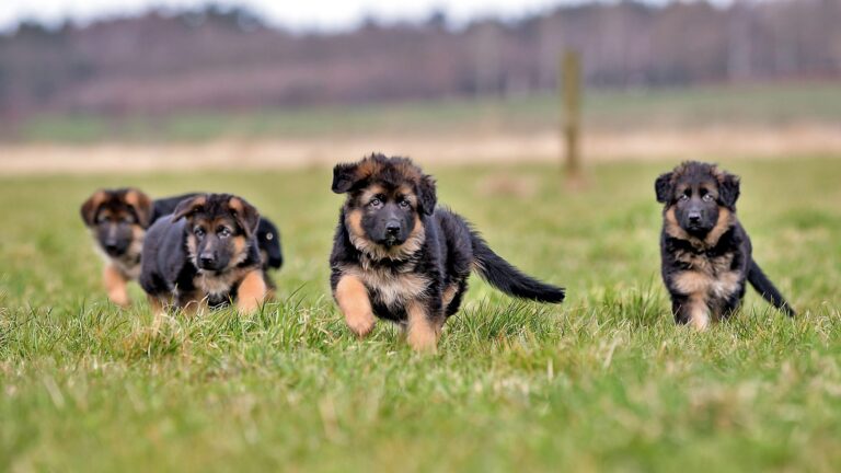 Native Pet vs PetLab Co vs Wuffes: The Mid-Range Probiotic Showdown