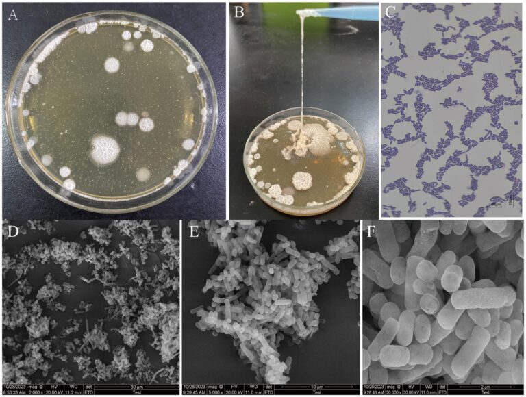 CFU Count Is a Lie: Why More Bacteria Doesn’t Mean Better Results