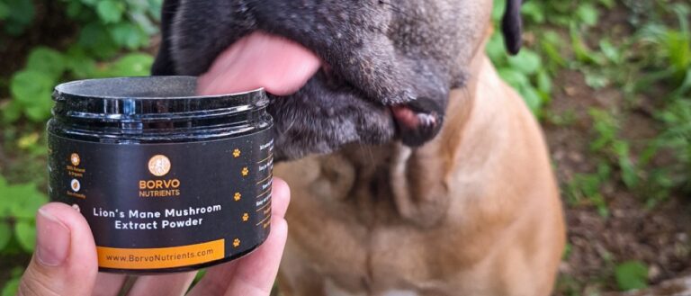 Puppy Probiotics: Safe Options Based on Our Veterinary Review