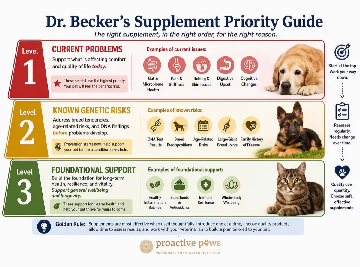 infographics - We Tested 12 Dog Probiotics for 90 Days: Full Results