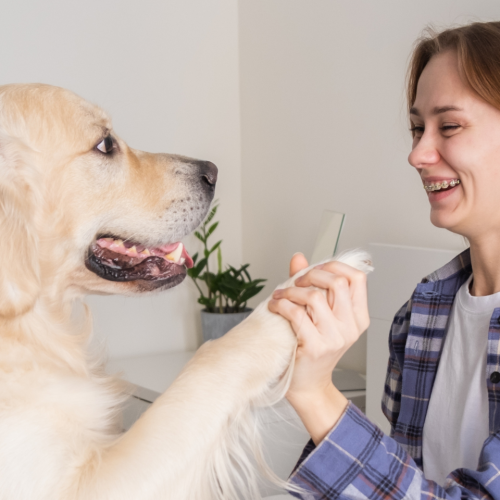 Senior Dog Gut Health Made Stronger with the Right Probiotic Care