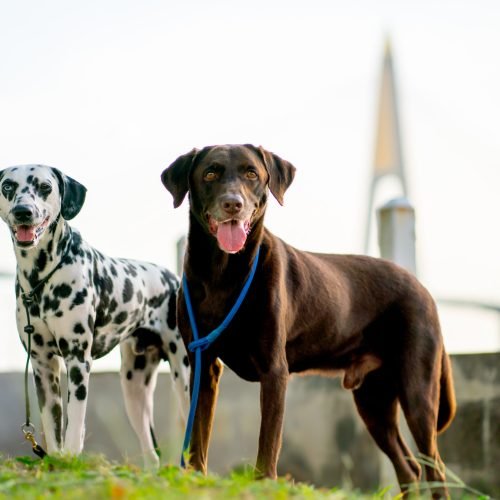 Probiotic Overdose in Dogs: Early Warning Signs Every Parent Should Know