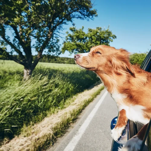 How to Support Your Dog’s Gut Health While Traveling: The 2025 Guide