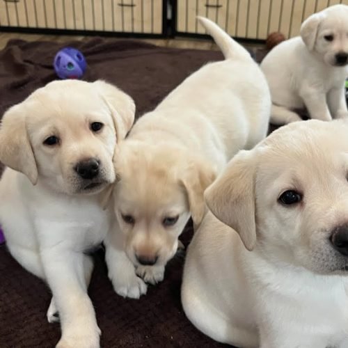 Probiotics for Puppies: How to Support Their Growing Gut Health